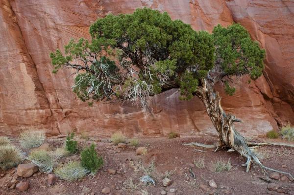 UT, Monument Valley Juniper tree in barren land